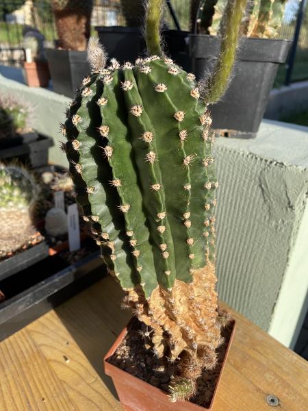 Echinopsis Hybr. rosa